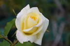 Golden Fairy Tale ™ rose photo