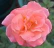 Elizabeth of Glamis ® rose photo