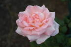 Janice Heyes rose photo