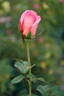 Janice Heyes rose photo