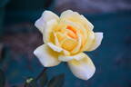 Lady Belper rose photo