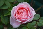 Portadown Fragrance rose photo