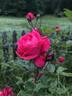 Alexander MacKenzie rose photo