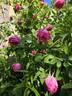 <i>Rosa damascena</i> Mill. rose photo