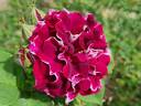 Roger Lambelin rose photo