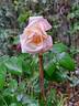 Roseromantic rose photo