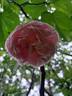 Strawberry Hill rose photo