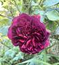 William Shakespeare 2000 ™ rose photo