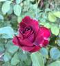 William Shakespeare 2000 ™ rose photo