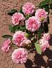 Annie Laurie McDowell rose photo