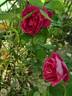 Baby Blue rose photo