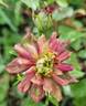 <i>Rosa viridiflora</i> rose photo