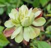 <i>Rosa viridiflora</i> rose photo