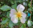 Dolomiti rose photo