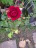 Bordeaux rose photo