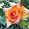 David's Love rose photo