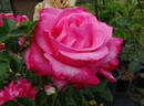 Elizabeth Taylor rose photo