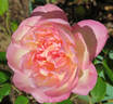 Madame de Watteville rose photo