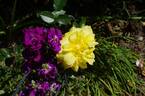 Golden Lace rose photo