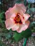 Alissar, Princess of Phoenicia rose photo