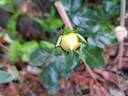Avalanche Abricot rose photo