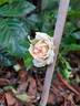 Avalanche Abricot rose photo