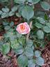 Utopia rose photo