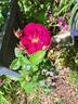 Bordeaux rose photo