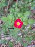 Lupo ® rose photo