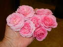 Anne Belovich rose photo