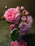 Anne Belovich rose photo