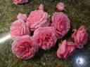 Anne Belovich rose photo