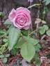 Blossom Time rose photo
