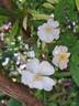 VISamalbi rose photo