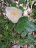 Marina Picasso rose photo