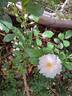 Opalia rose photo