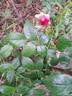 Roseromantic rose photo