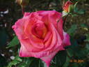 Sunrise rose photo