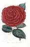 Jules Margottin rose photo