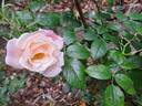 Roseromantic rose photo