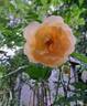 The Lark Ascending rose photo