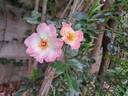 Dolomiti rose photo