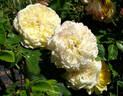 Symphony ® rose photo