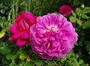Princess Anne rose photo