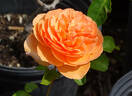 Louise Clements rose photo