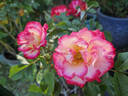 Heart 'n' Soul rose photo