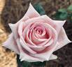 Anne Letts rose photo