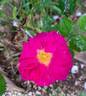Baby Blue rose photo