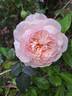 A Shropshire Lad rose photo