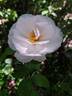Maria Mathilda rose photo